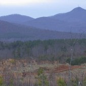 Alberene Clearcut