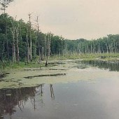 Dinwiddie County Wilderness