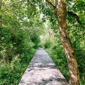 Cottonwood Trail