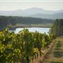 Afton Mountain Vineyards