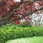 Chelsea Plantation
