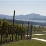 Afton Mountain Vineyards