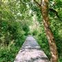 Cottonwood Trail