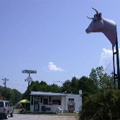 Purple Cow
