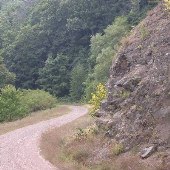 Forest Route 384