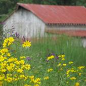 Bellair Farm