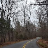 Curved wooded road