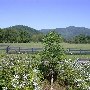 Route 231 - Revercombs Corner