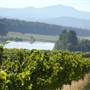 Afton Mountain Vineyards