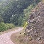 Forest Route 384