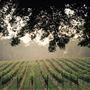 Paradise Springs Winery