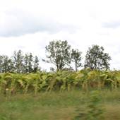 Avery Fields