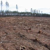 Buckingham Clearcut