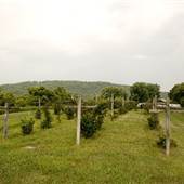 Patowmack Farms