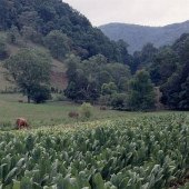 Scenics - Mountain Tobacco