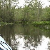 Dragon Run Cypress Swamp