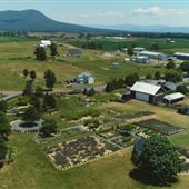 White Oak Lavendar Farm