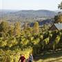 Chester Gap Cellars
