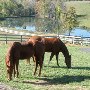 DeLeonardis Farm