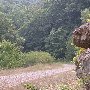 Forest Route 384