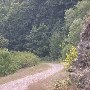 Forest Route 384