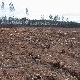Buckingham Clearcut