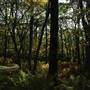 Stony Man Trail at Shenandoah National Park
