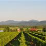 Afton Mountain Vineyards