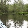 Dragon Run Cypress Swamp