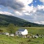 Blue Grass Mountain Farm