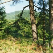 Scenics - Pine Grove/Browns Cove
