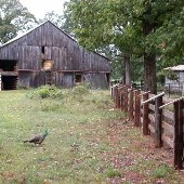 Goodwin Farm