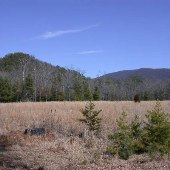Laura's Camp-Green Valley