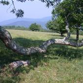 Bucks Elbow Mountain