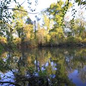 Reedy Creek Trails