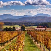 Afton Mountain Vineyards