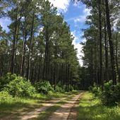 Windsor Forestland