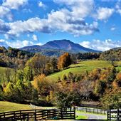 Cardinal Springs Farm