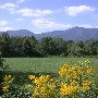 Tom's Dream Ranch