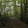 Berkeley Plantation Grounds