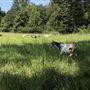 Ground Rush Farm