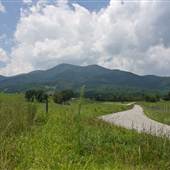 Pharsalia Road Tyro