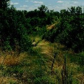 Clear Cut Area - Goochland