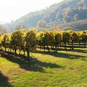 Ducard Vineyard
