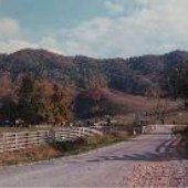 Cattle Farm - Rt 91