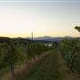 Afton Mountain Vineyards