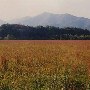 Tye River Valley