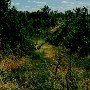 Clear Cut Area - Goochland