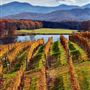 Afton Mountain Vineyards