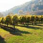 Ducard Vineyard